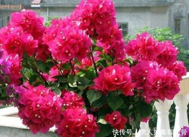 百合花|夏天养此款花卉,一开就是十几朵几十朵,非常漂亮,养起来太省心