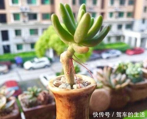 多肉长出小胡须，这个“信号”不太好，老手这样处理多肉不受影响！