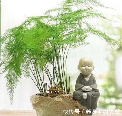 帆风顺|这些花最讨厌太阳,越阴凉越爆盆,还能开满花!