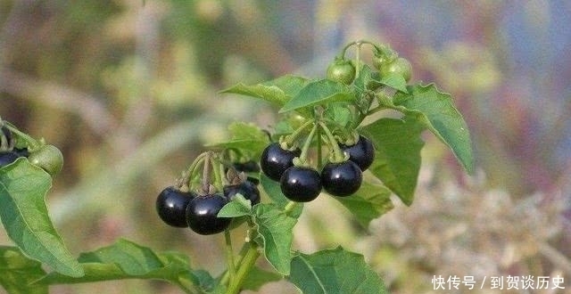 童年记忆大揭秘,黑悠悠黄悠悠真实身份,一种伴着你长大的甜野果