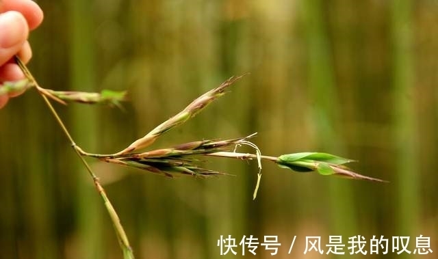 现象|“竹子开花,赶紧搬家”有道理吗?竹子开花到底隐藏了什么秘密?
