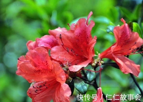 磷酸二氢钾|都说杜鹃花难养，4个养护妙招，不掉一片叶，花开满枝又旺盛