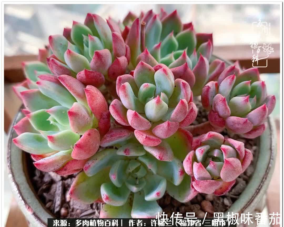 尖尖|养多肉两年,美丽与赏心悦目并存!