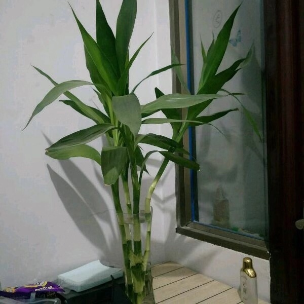 富贵竹不生根这种“液体”泡10天,冒出一圈小白根,再不黄叶