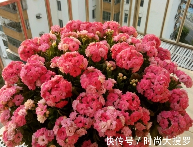 嫁接|养长寿花,用这法,1年就能成老桩,开满五色花,独特又吉祥