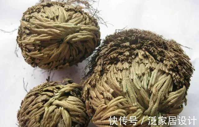 太阳花|8种“漂亮花”,堪称“不死花”,随便养一养,新芽爆满缸