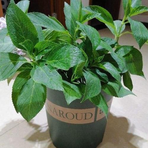 爱花养花，天冷打理就不能忽视这些因素，不然一盆不剩