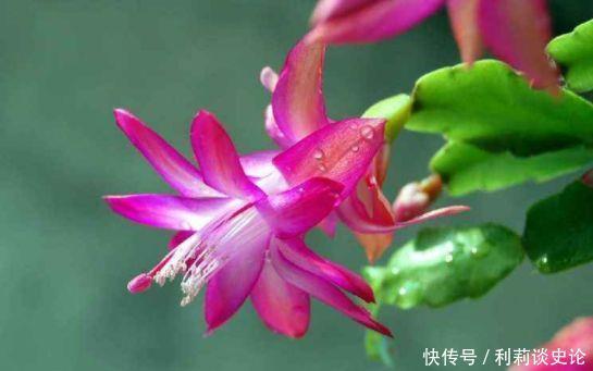 4种花随便养,阳台养成小花园,长得快开花多