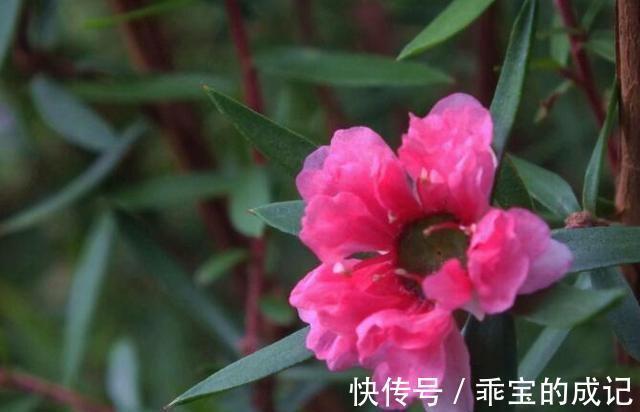 詹森|农历十一月大雪过后，养什么花？家里养3种花，身体健康幸福美好