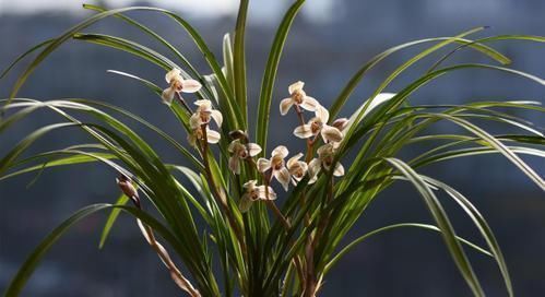 4种漂亮花,寓意好,大户人家都爱养,值得拥有!