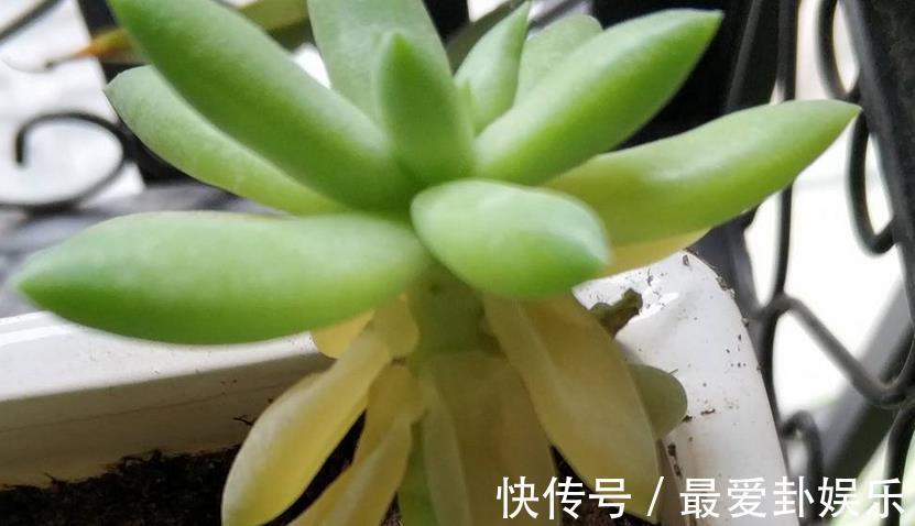 症状|多肉烂根会出现什么症状,该如何早点发现处理?