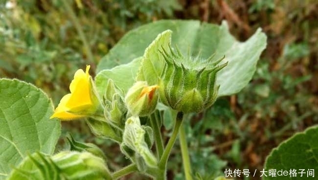 葵子|常吃这种食物，治大便不通，难产，盗汗，产后淋沥不通，记得收藏