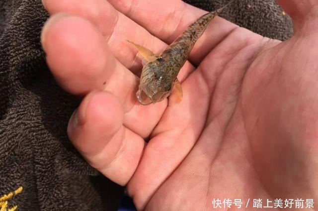 别再问夏季钓鲫鱼用什么味型,以这3种味型为主搭配即有效