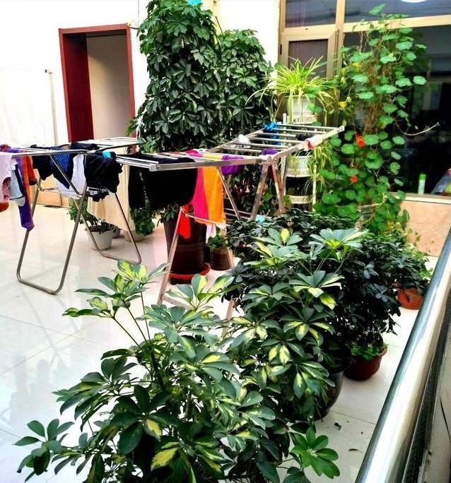 养花难?记住这四个小技巧,啥花都能长得旺