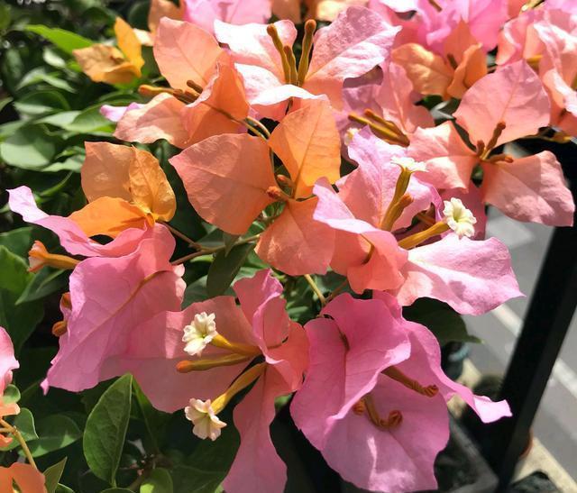 不伤|开春了快给三角梅,茉莉花浇一种水,不伤流,早发芽早开花