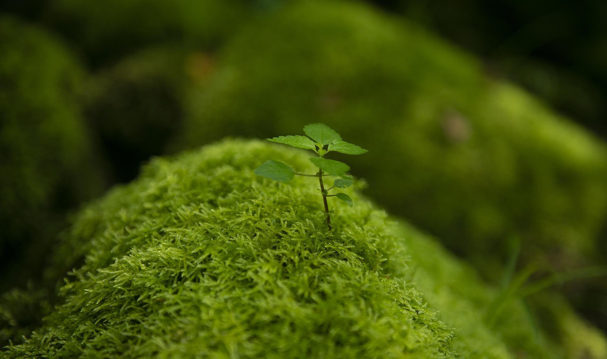 光照|喜阴的室内植物花卉有哪些