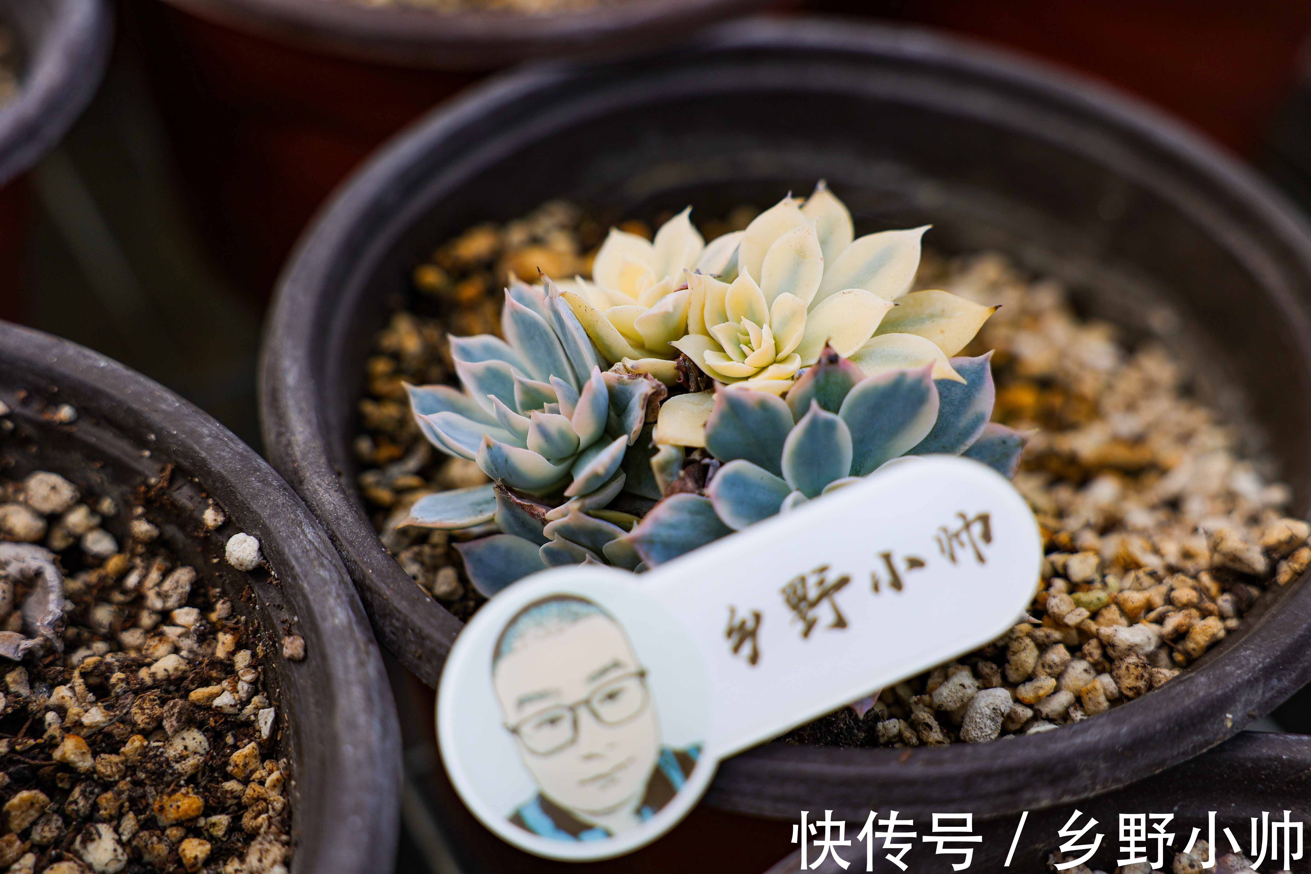 视频引发热议,小帅介绍皮氏锦正确养护姿势 ,四季都在生长的多肉