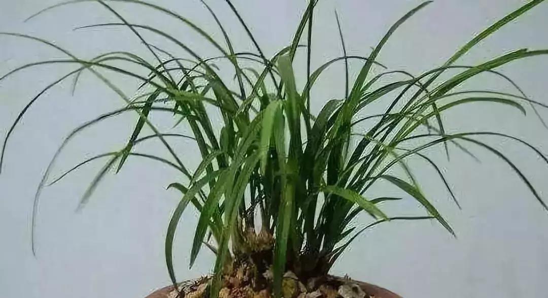 兰花怎么换盆,掌握6点不愁换盆