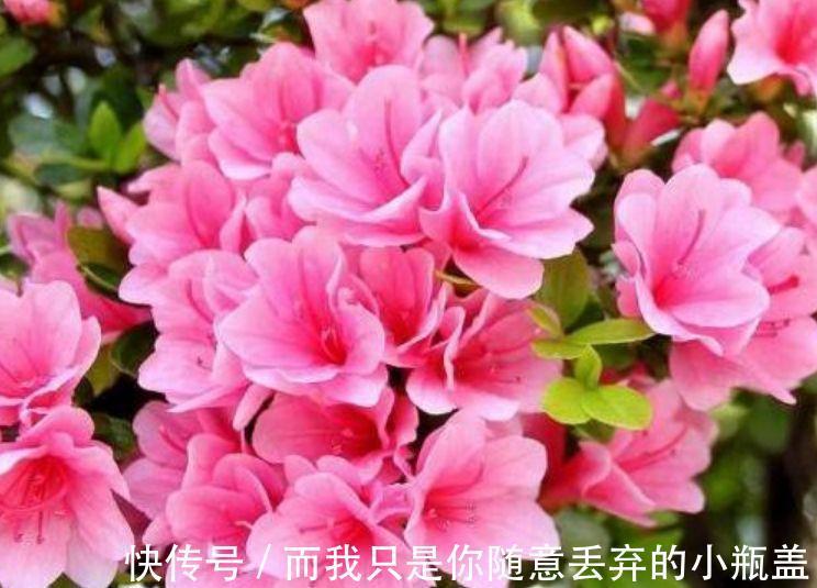 4种花超好养,花期长,叶子翠绿开紫花,比常见花还好看