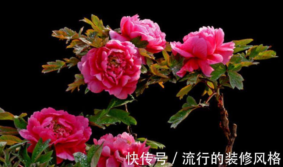 公认难养的4种花,没点经验真的养不好,新手花友别轻易尝试