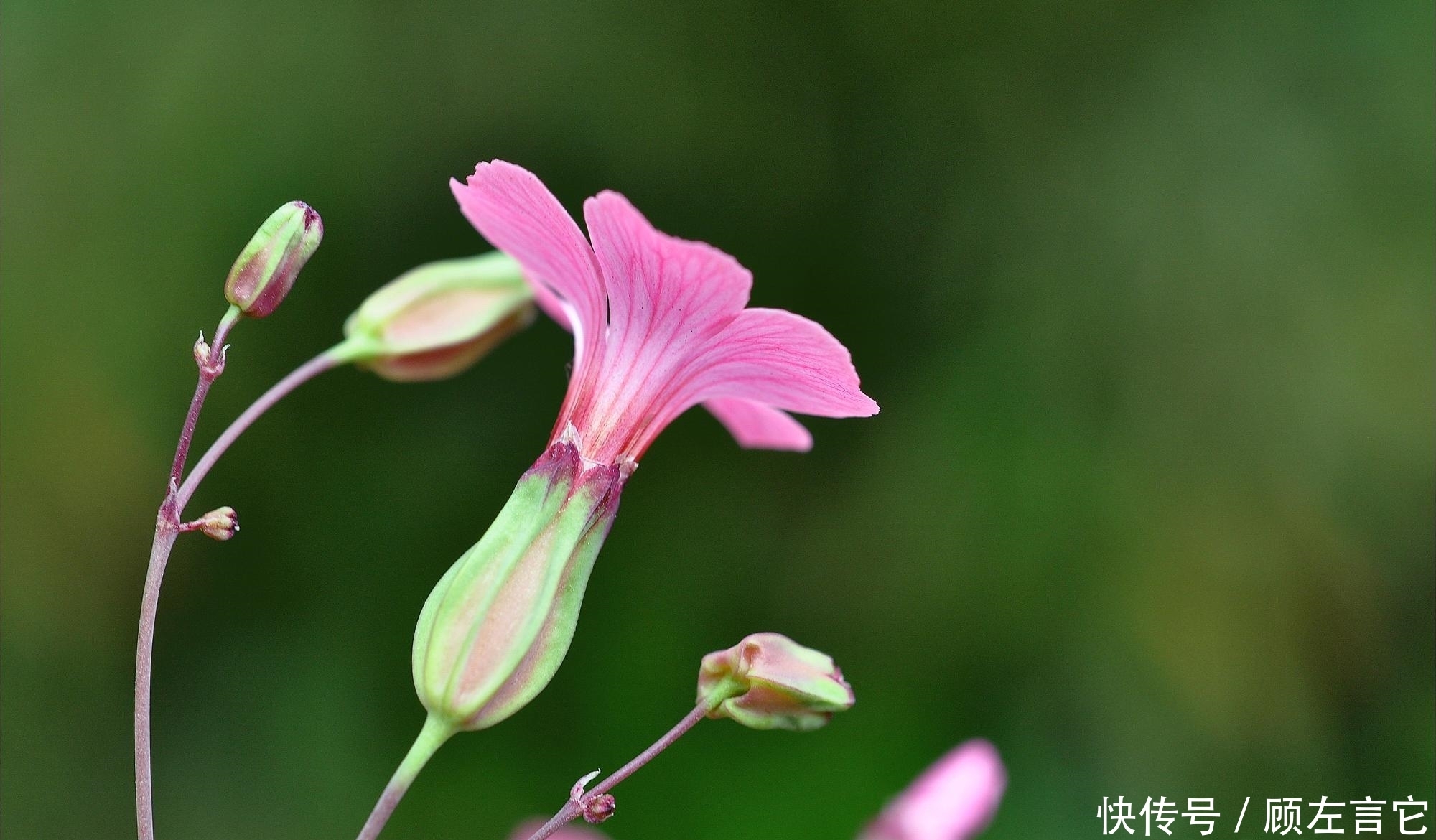 这种植物很传奇，花像瓶子，人称“王不留”，