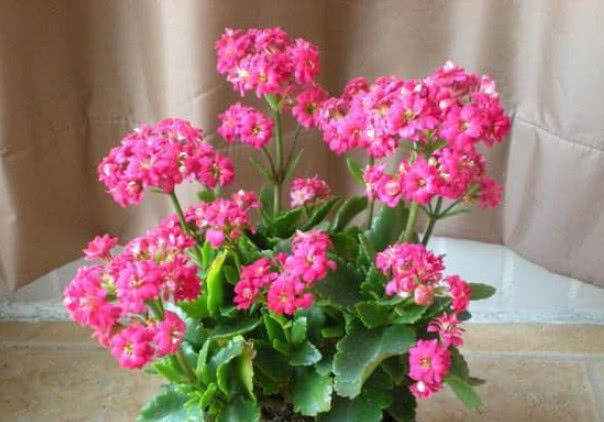 养不好花推荐1个小配方,叶绿花艳长得旺,年年花开效果好