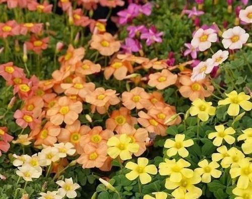 家里阳台养此款花，花开爆盆美如花，枝头窜满花苞，成一片花海