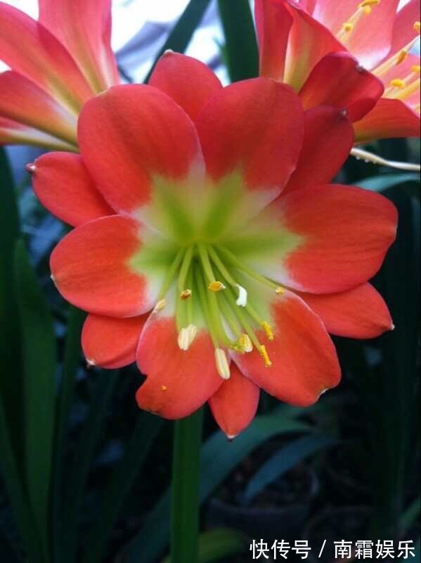 养自己的君子兰,叶子不规则,学会这几招,开花更多