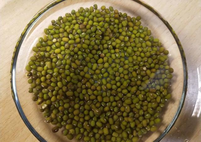 丢一把种子到水里,7天冒出小森林,越热越长个!绿植盆栽不用买