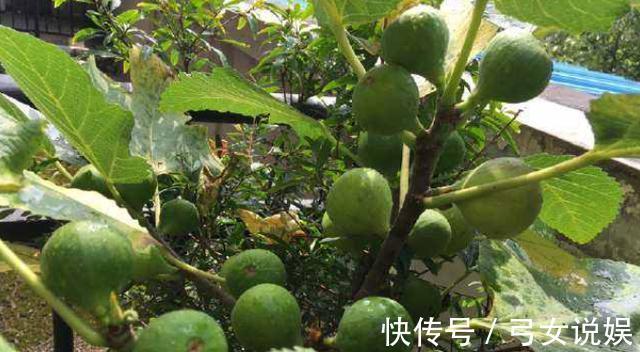 不花钱种出“无花果”，一周就生根，来年枝头挂满果！