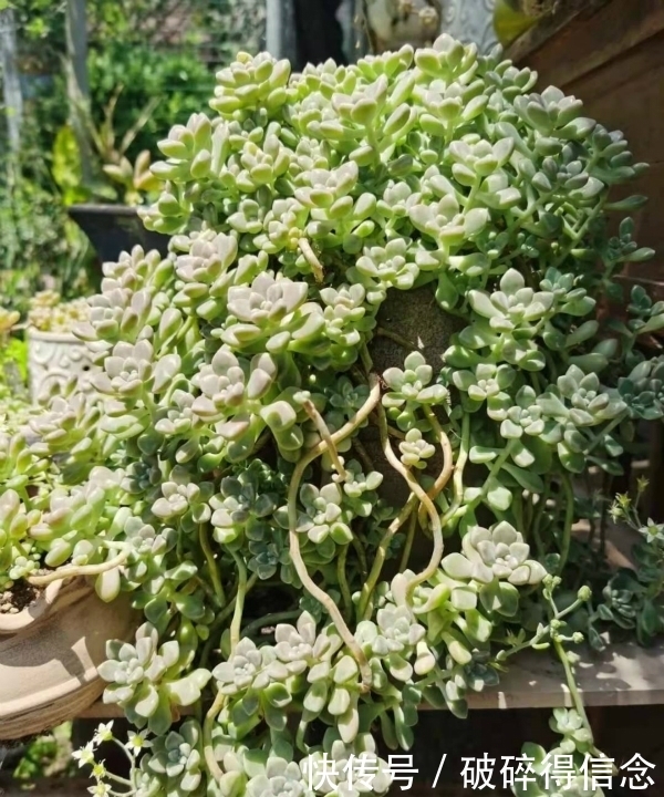 最容易长老桩的八种多肉,悬崖瀑布桩快速养出来