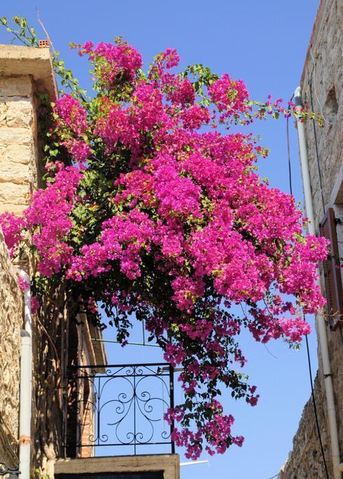 三角梅|养三角梅6年，摸索出1个简单的扦插方法，成活率90%以上！