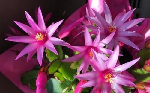 浇花|香蕉皮,作为天然有机肥,“酵一酵”养花,有这5大妙用