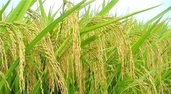 大米生虫不能晒,米店老板教我一招,大米放一年都不生虫