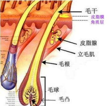 角质层|皮肤“外油内干”还老爱长痘,怎么破?