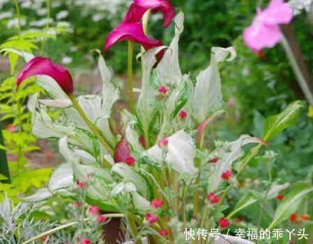 冬天也能养的花卉,花期200多天,枝繁叶茂开花量大