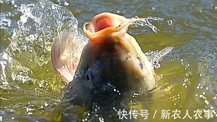 兴趣爱好|男子过年回家闲得无聊去钓鱼,却被打伤缝3针,发帖求网友支招