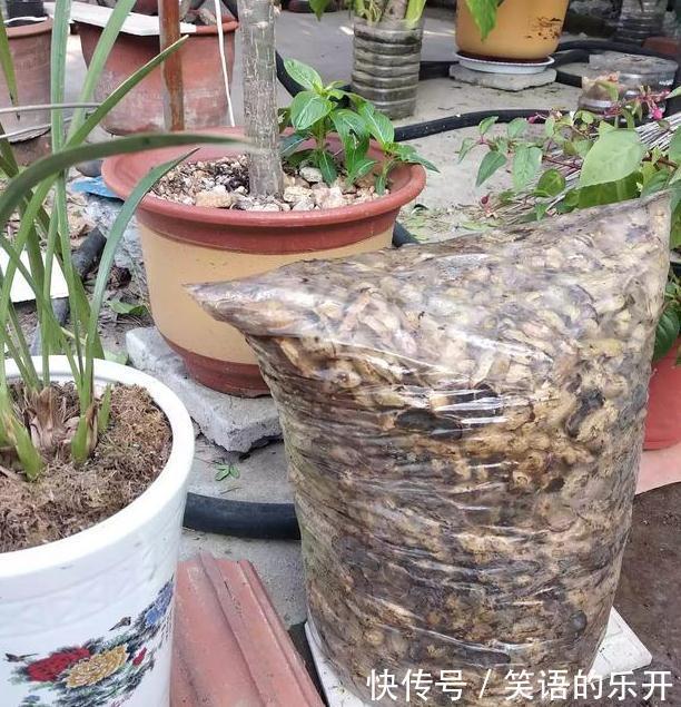 煮熟的花生壳或者烘烤的花生壳需不需要重新发酵吗?因为什么呢?