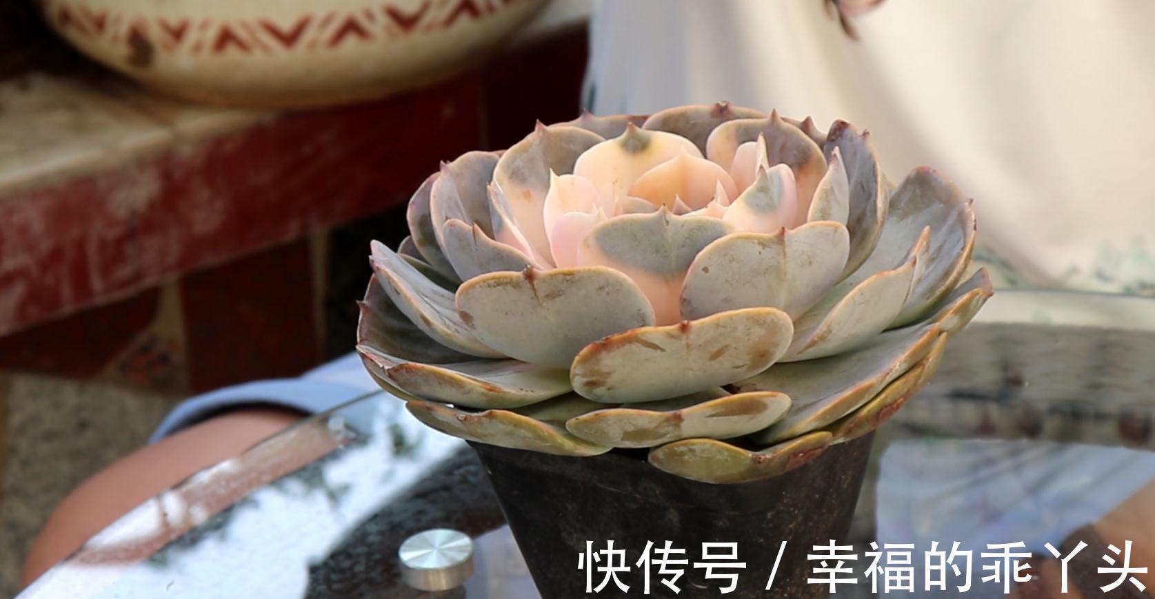 新手不要买这种多肉