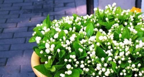 苹果皮|吃剩的苹果皮不要扔,简单处理一下做花肥,养啥都旺盛!