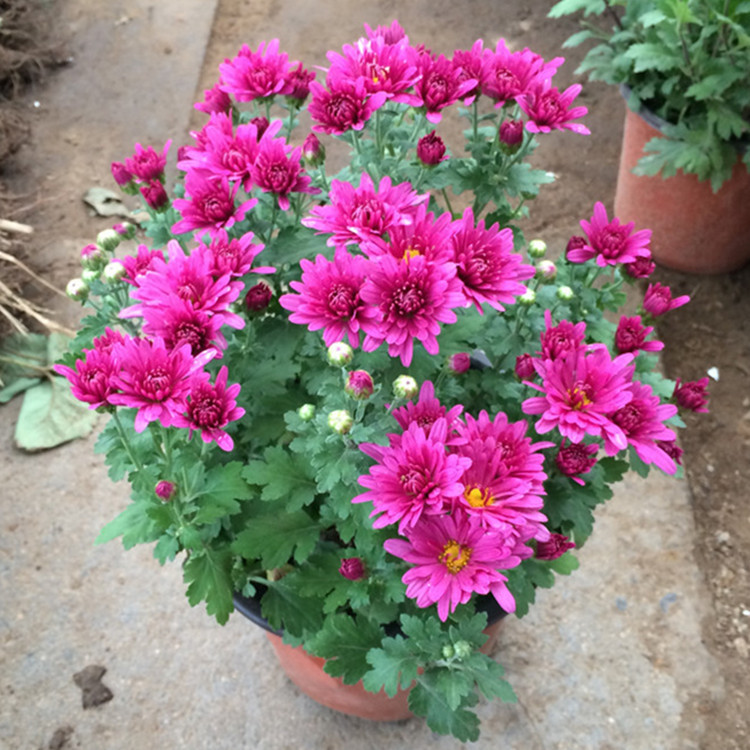 养菊花学会一招,让它什么开花就什么时候开花!