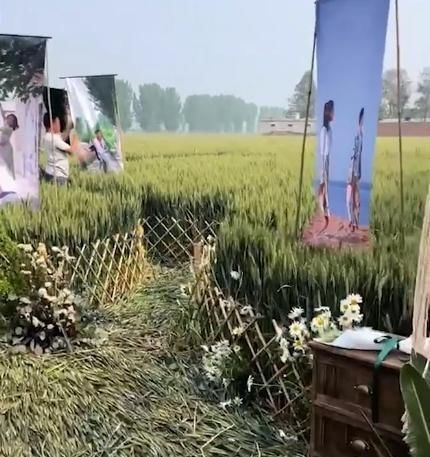 麦田|河北一对新人在麦田里举行婚礼,即将收获的麦子被压弯在地引热议