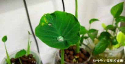 发芽|丢水里就能长得很好的6种蔬菜，比花美、比绿萝还好养！