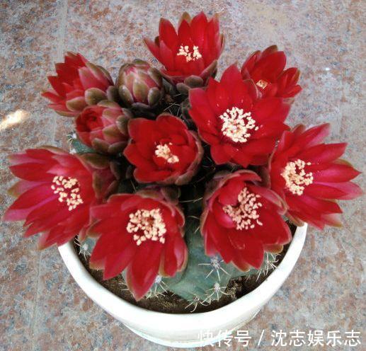 大肚子|4种“懒人花”，记住一个“旱”字，就能盆盆爆，开花真好看！