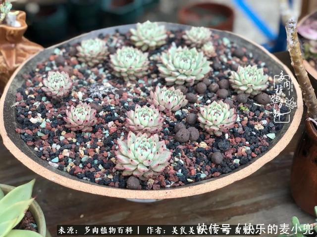 多肉,一位来自神奇大自然的良师益友!