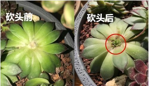 杆子|多肉撸光叶子,呼呼冒出10个头,越虐长得越旺