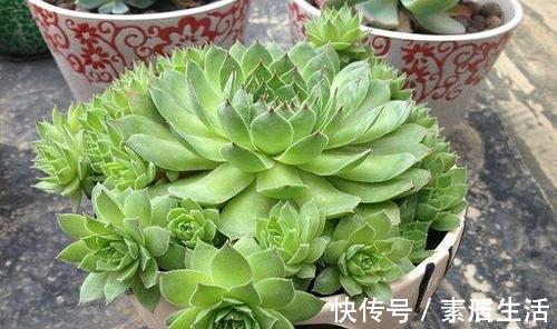 莲座状|公认好养的4种多肉植物，养一年就能长满盆，像是从花盆里流出来