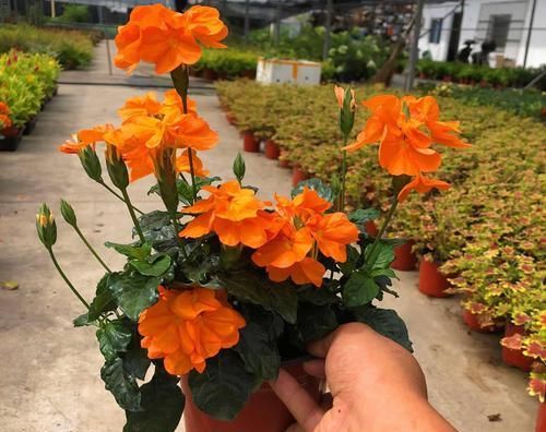 1种可以养多年的“花卉”，室内光照不好，也能开花2季