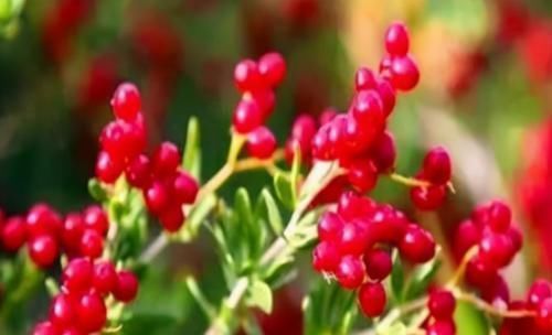 皱纹|女人不想老的快,脸上爬满皱纹,3种食物,淡化色斑,美容又养颜