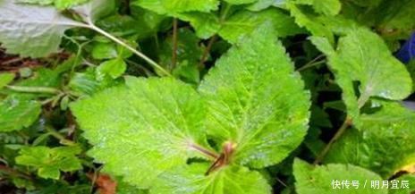 會(huì)吃的人最健康,不妨多吃的食物,護(hù)肝明目,活血補(bǔ)血